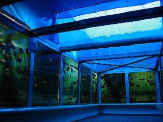 スま水族園の魚ライブ劇場ライトアップ